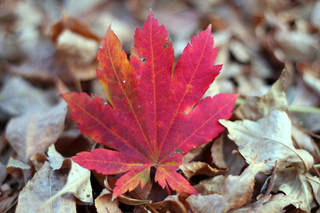 Illustration for article titled Shooting Challenge Fall Leaves Gallery 2